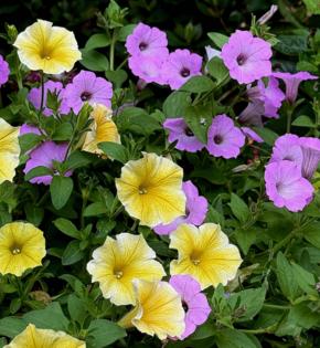 Norman Winter/Norman Winter/TNS