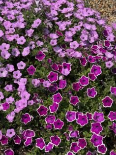 Norman Winter/Norman Winter/TNS