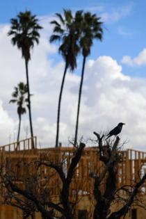 Kayla Bartkowski/Los Angeles Times/TNS