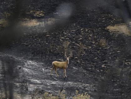 Andy Cross/The Denver Post/TNS