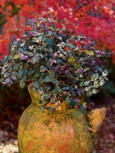 Norman Winter/Norman Winter/TNS