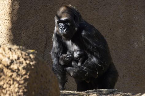 Kayla Bartkowski/Los Angeles Times/TNS