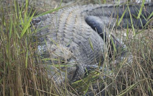 Joe Cavaretta/South Florida Sun-Sentinel/TNS