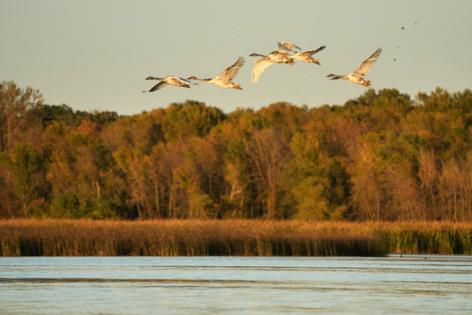 Anthony Souffle/The Minnesota Star Tribune/TNS