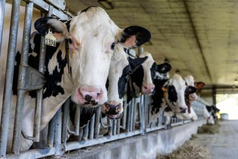 Dominic Di Palermo/Chicago Tribune/TNS