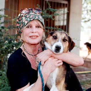 Bang Showbiz / Brigitte Bardot has died.