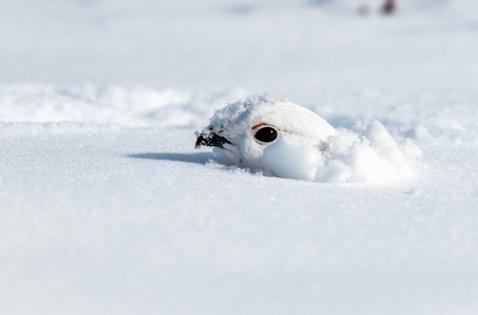 Kerry Hargrove/Dreamstime/TNS