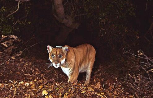 US National Park Service/ZUMA Press Wire/TNS