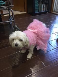 MARIA SANTOS/JERRY ZEZIMA/TNS