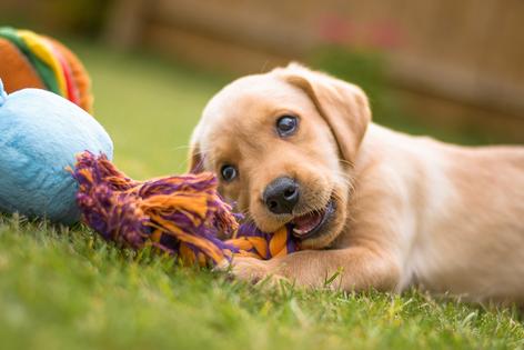 Some dogs love toys, some tolerate them, and others completely ignore them – and all are perfectly normal, writes Cathy M. Rosenthal. (Dreamstime/Tribune Content Agency)