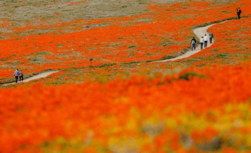 Francine Orr/Los Angeles Times/TNS