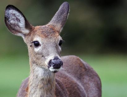 Matt Stone/Boston Herald/TNS