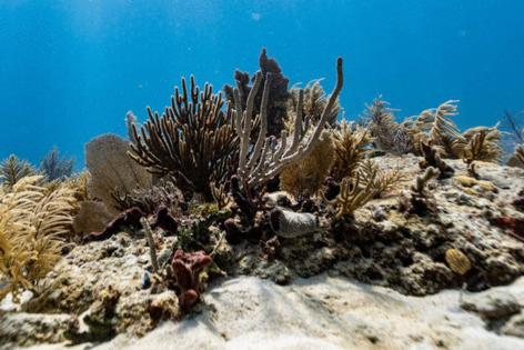 D.A. Varela/Miami Herald/TNS