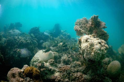 Alie Skowronski/Miami Herald/TNS