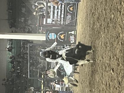 Kids' mini-bull-riding competition at stock show. Andy Yemma
