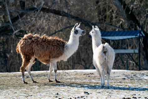 CLAUS BECH/GETTY IMAGES NORTH AMERICA/TNS
