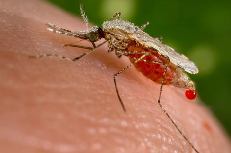 Malaria is transmitted to people by mosquitoes infected with a parasite from the _Plasmodium_ family. Jim Gathany via CDC/Dr. William Collins
