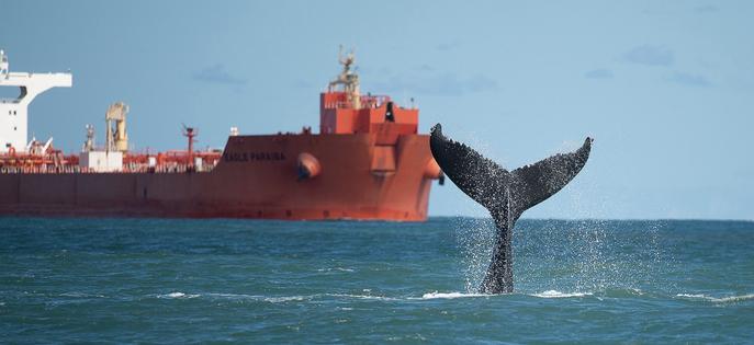 Whales have become increasingly common in regions such as the northern coast of São Paulo, which also has heavy ship traffic. Julio Cardoso/Projeto Baleia à Vista