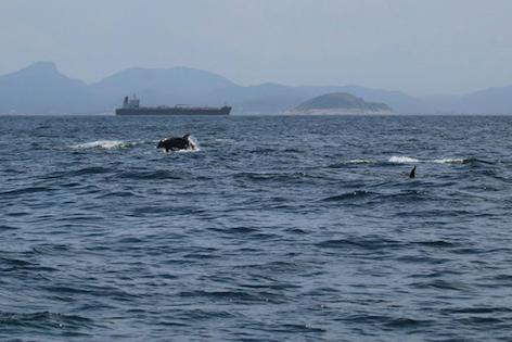 Bottlenose dolphins swim off the coast of Rio de Janeiro, an area with intense maritime activity.
Guilherme Maricato