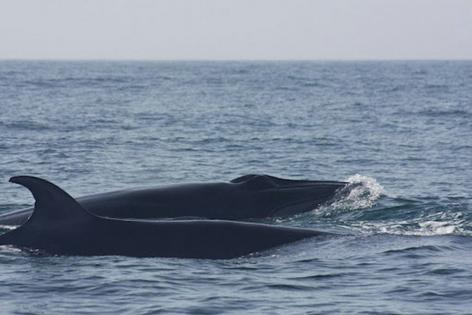 Two Bryde’s whales off the coast of Cabo Frio, Rio de Janeiro.
Israel Maciel