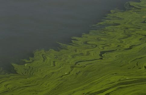 Algae float on the surface of Lake Erie.
AP Photo/Paul Sancya, File