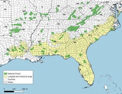 Historically, the longleaf pine forest had a vast range.
              Andrea De Stefano, CC BY