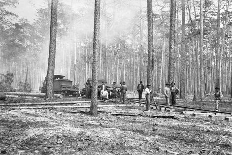 Workers build a logging railroad through a longleaf pine forest in Texas in 1902.
              Corbis Historical via Getty Images