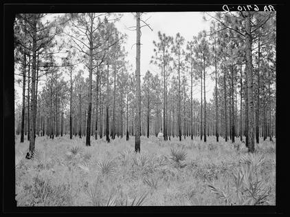 A view of a stand of young longleaf pines near Waycross, Ga., in 1936.
              Carl Mydans via Library of Congress