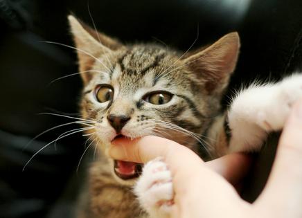 Cat bites can be very painful, but they're not a sign of meanness. Even in older cats, biting is often a form of communication, writes Cathy M. Rosenthal. (Dreamstime/TNS)