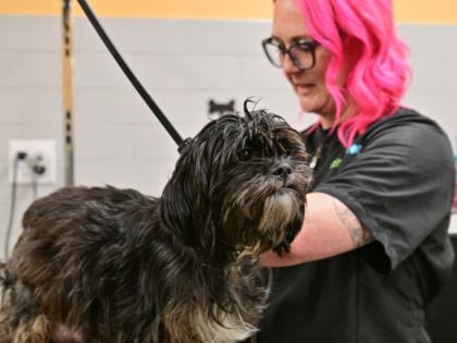 John Autey/Pioneer Press/TNS