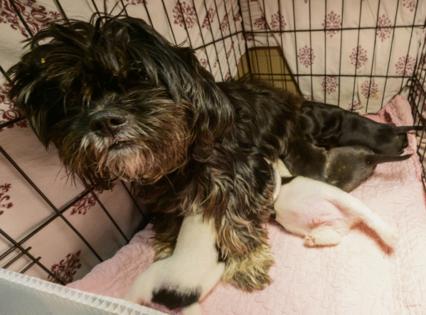 John Autey/Pioneer Press/TNS