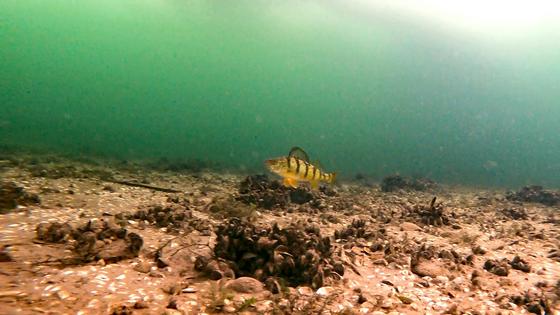 Fish, like this yellow perch spotted in Sturgeon Bay, Wis., can ingest PFAS through water and food. The chemicals are also found in the sediment of lake bottoms.
              Elizabeth Beard/Moment via Getty Images