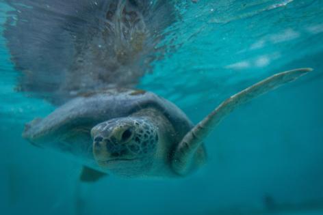 Eric Thayer/Los Angeles Times/TNS