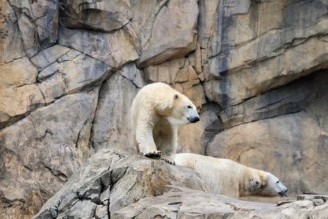 Stacey Wescott/Chicago Tribune/TNS