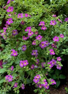 Norman Winter/Norman Winter/TNS