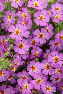 Norman Winter/Norman Winter/TNS