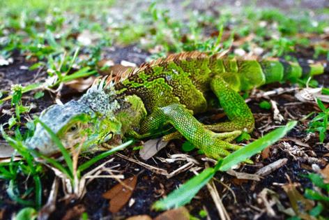 Joe Cavaretta/South Florida Sun Sentinel/TNS