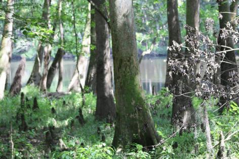 Sammy Fretwell/The State/TNS