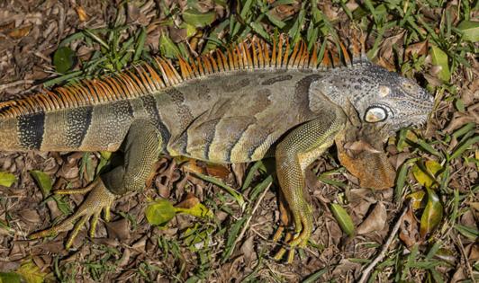 Matias J. Ocner/Miami Herald/TNS