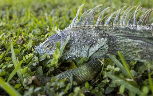 Matias J. Ocner/Miami Herald/TNS