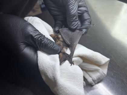 Jason Nark/philadelphia inquirer/TNS