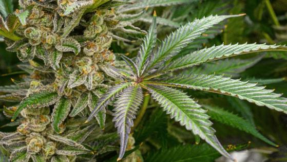 Jerry Jackson/Baltimore Sun/TNS