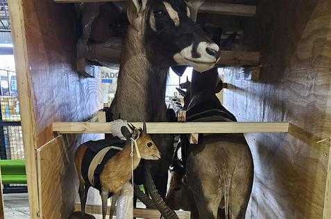 Taxidermied animals were among items seized in Argentina in an October 2023 anti-trafficking effort.
Interpol via AP