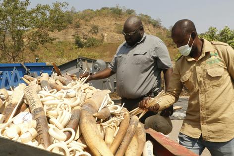 Nigerian officials examine elephant tusks seized from wildlife traffickers and set for destruction.
Emmanuel Osodi/Anadolu via Getty Images