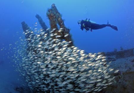 A school of grunts on a sunken World War II German submarine in the Atlantic Ocean off North Carolina. Karen Doody/Stocktrek Images via Getty Images