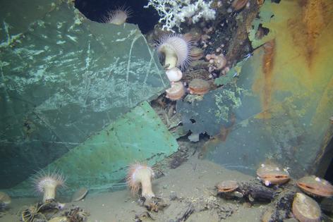 Diverse sea creatures living on the 19th-century, wooden-hulled Ewing Bank wreck, which lies 2,000 feet (610 meters) deep in the Gulf of Mexico.
              NOAA