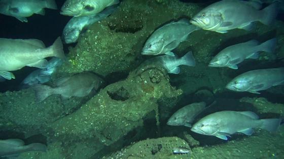 Groupers and a conger eel, bottom center, on the wreck of the German submarine U-576 off the coast of North Carolina.
              NOAA