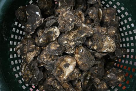 DREW ANGERER/AFP/Getty Images North America/TNS