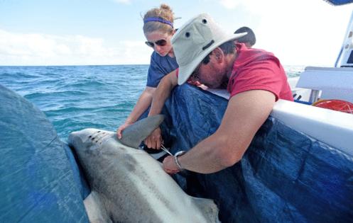 Mark Randall/Sun Sentinel/TNS