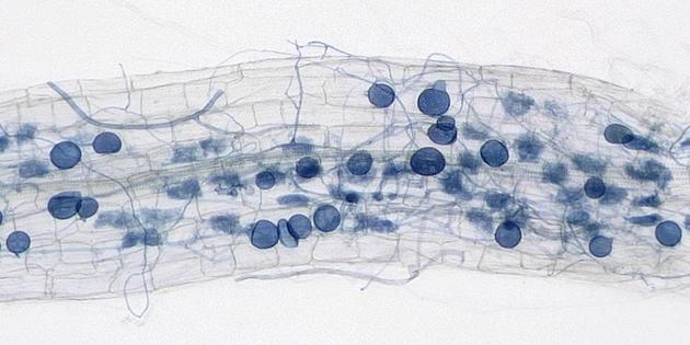 A magnified view shows filaments and vesicles of arbuscular mycorrhizal fungi weaving through the outer cells of a plant root. Outside the root, the filaments of hyphae gather nutrients from the soil.
              Edouard Evangelisti, et al., New Phytologist, 2021, CC BY